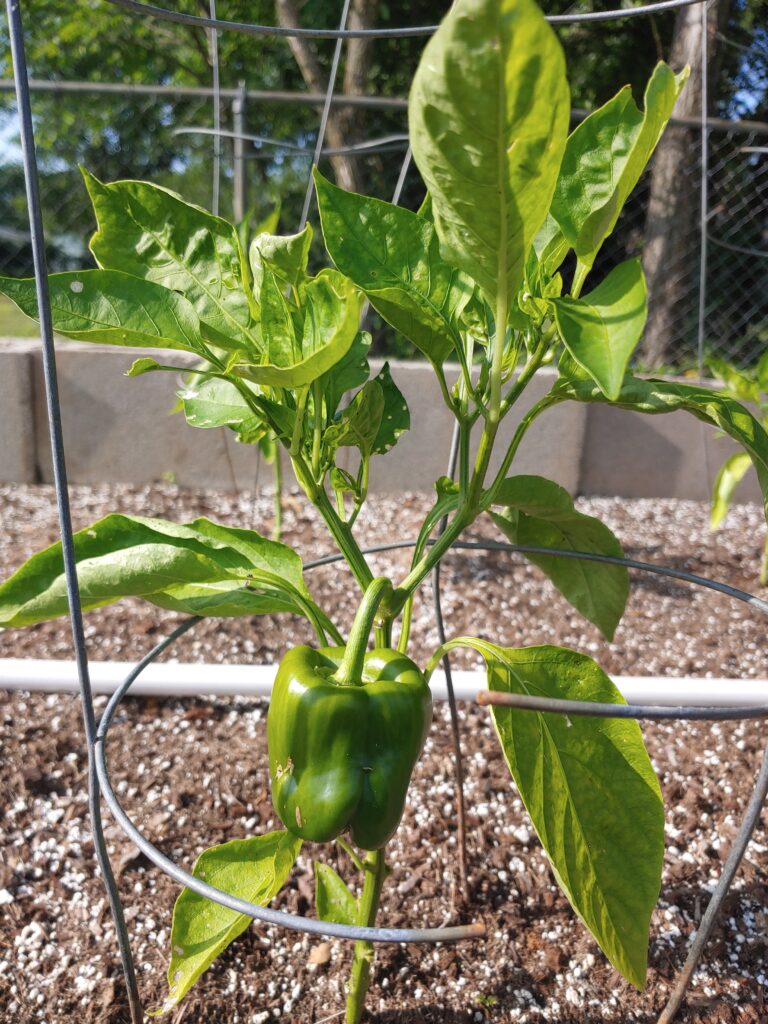 A Bell Pepper growing from a plant.